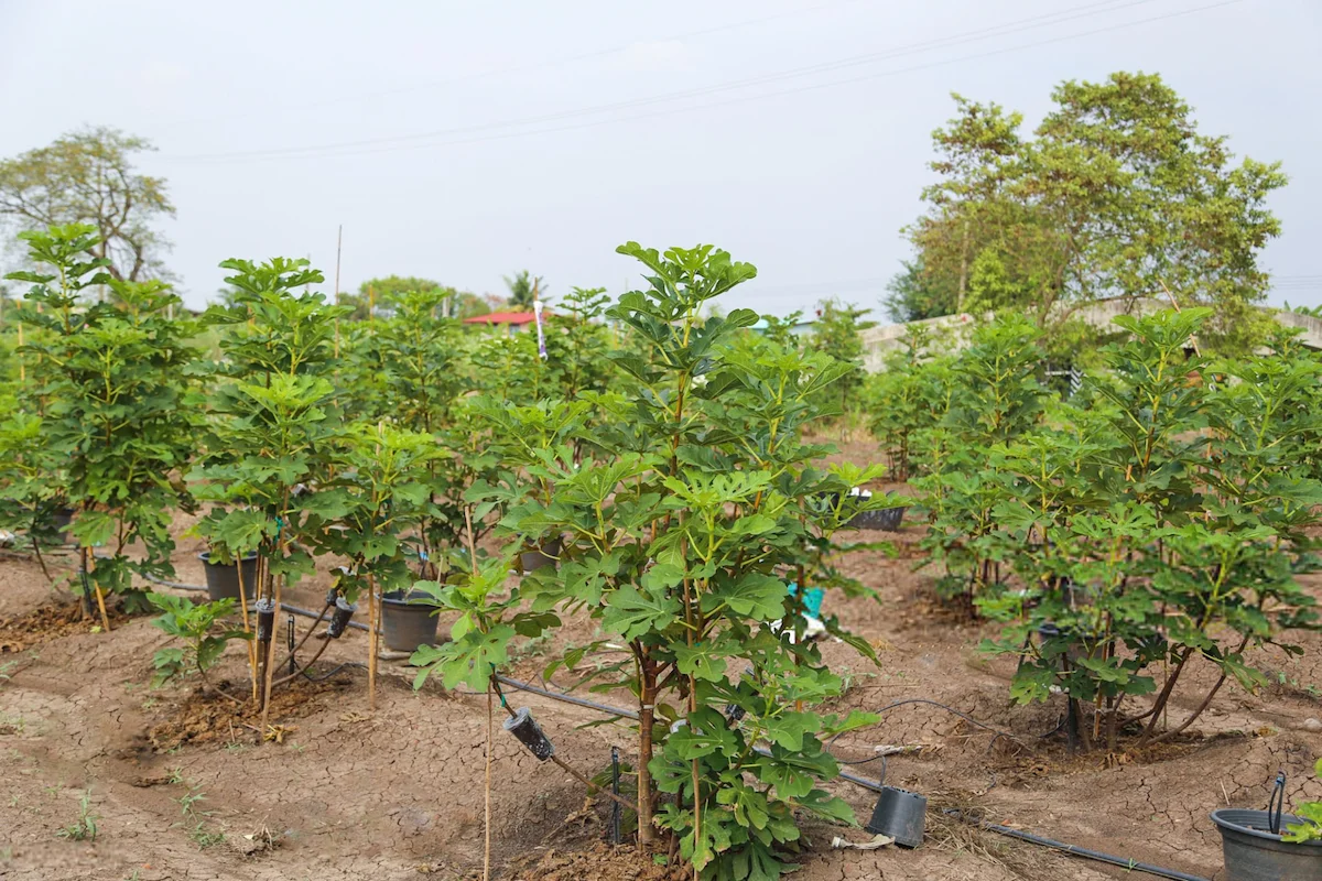 بهترین کود برای رشد درخت انجیر