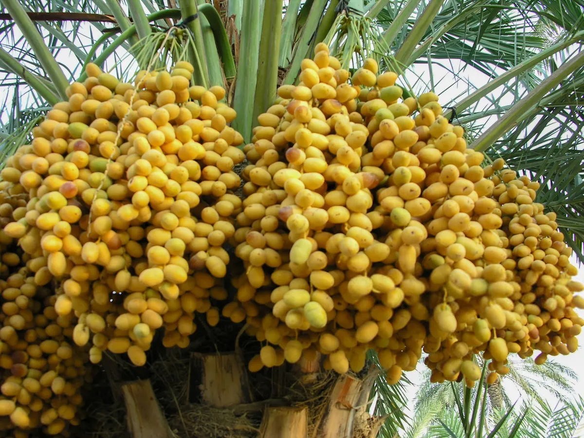 بهترین کود برای درشت شدن خرما