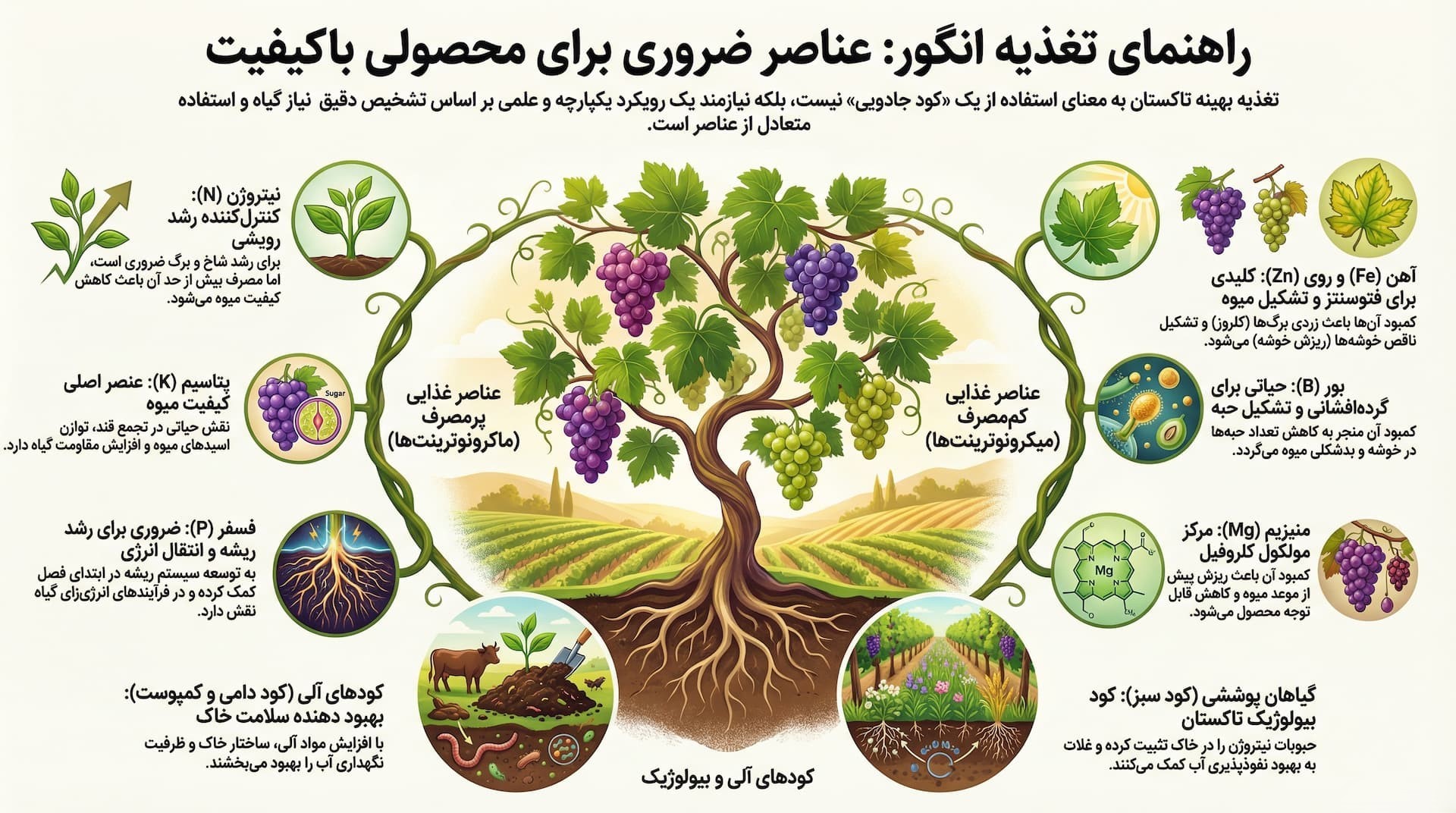 اینفوگرافیک بهترین کود ها برای درخت انگور