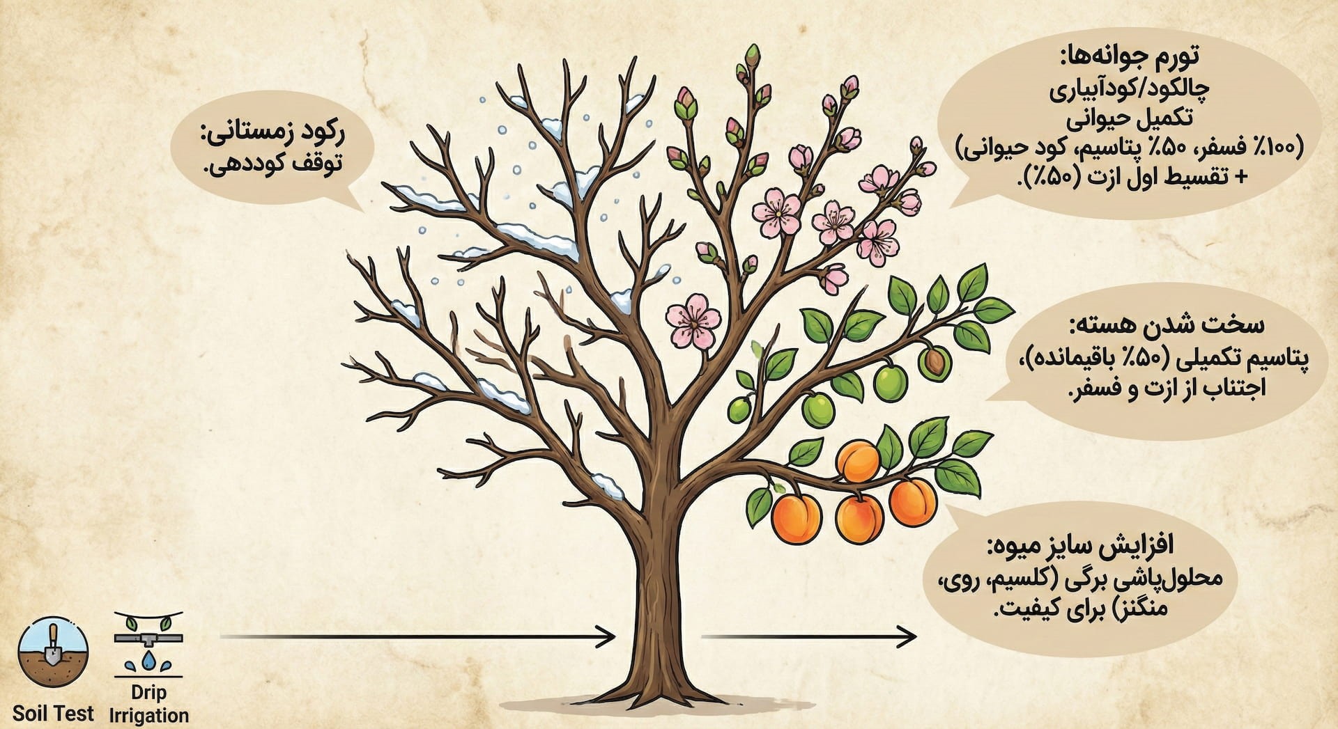 اینفوگرافیک کود برای درختان میوه هسته دار