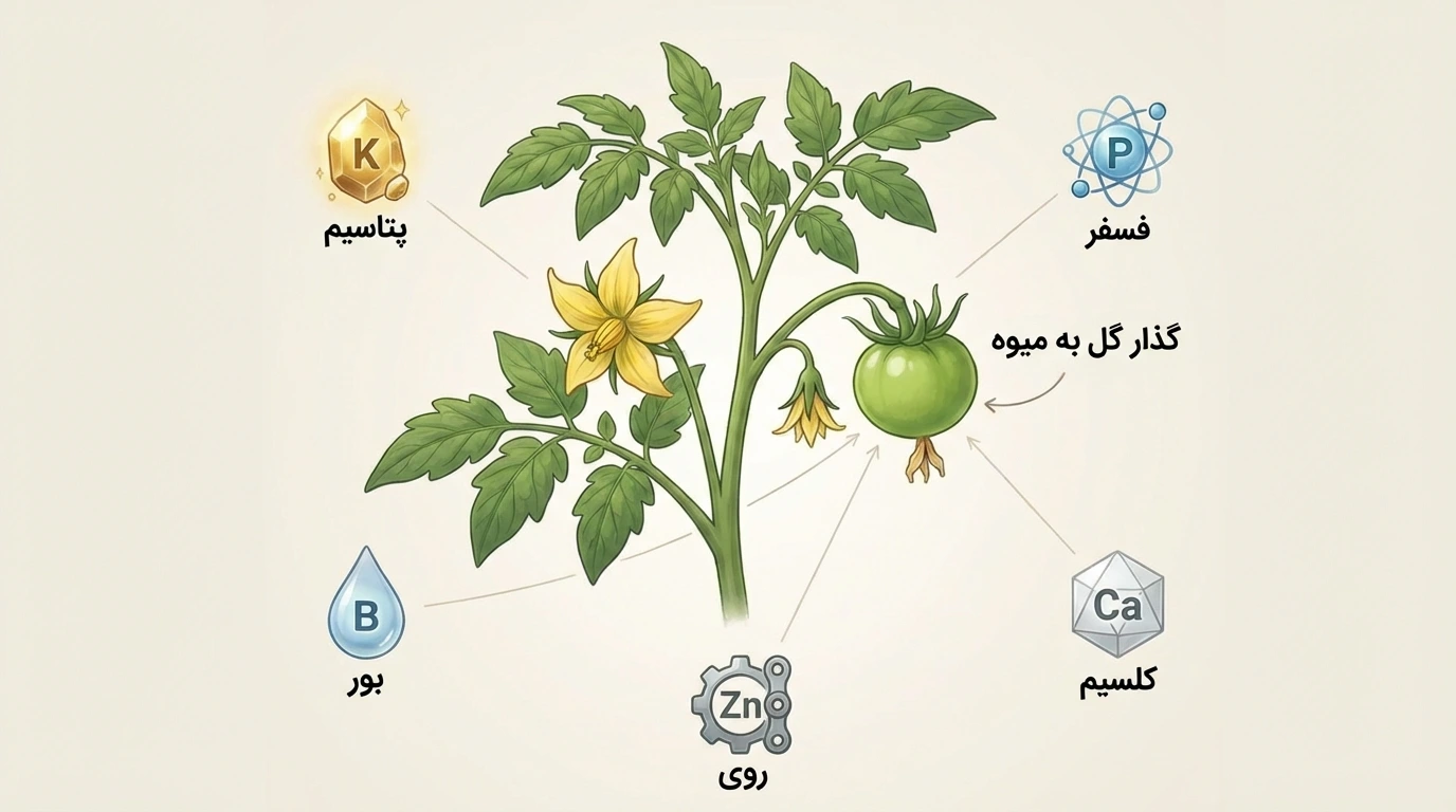 عناصر غذایی مهم برای تبدیل گل به میوه
