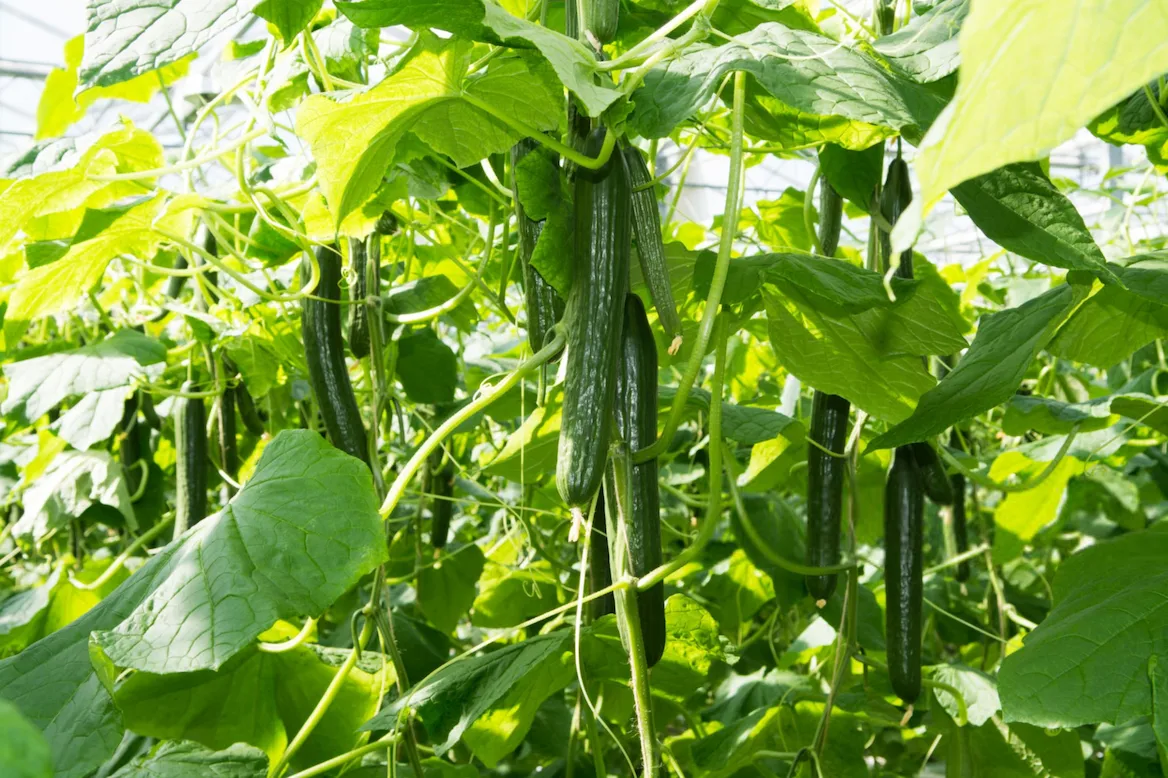 بهترین کود برای خیار گلخانهای