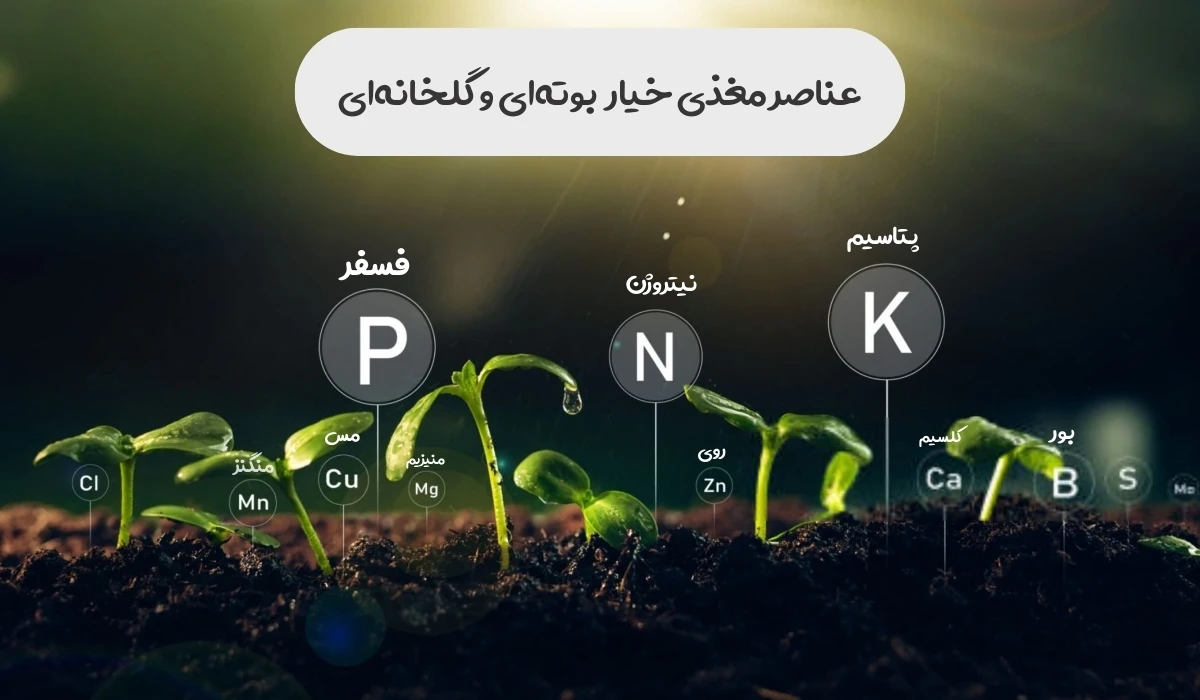 عناصر زیر مغدی و درشت مغذی برای بوته خیار