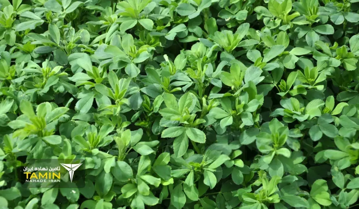 تاثیر گوگرد مایع بر طراوت و رنگ یونجه