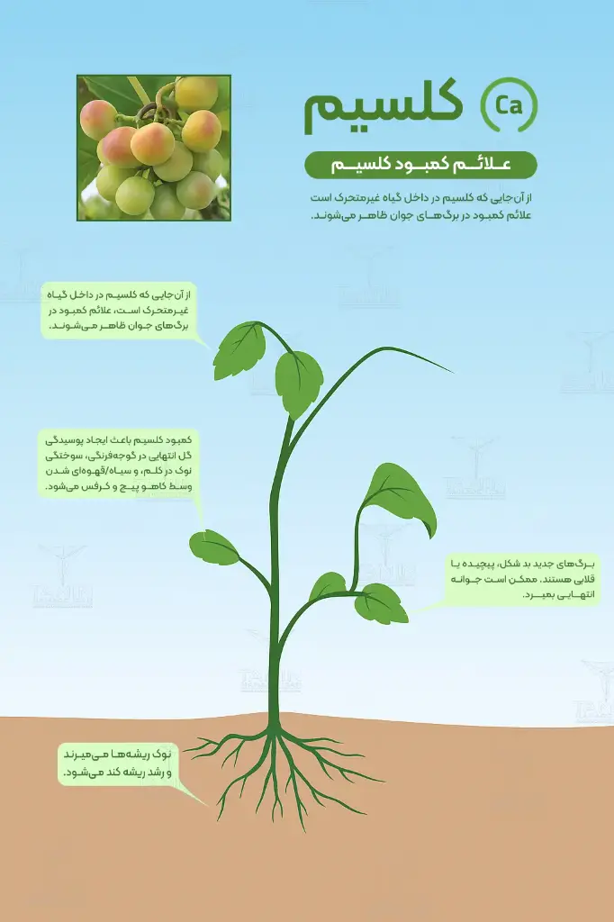 کود نیترات کلسیم 16% پودری ( بیوبی -  BIOBE )